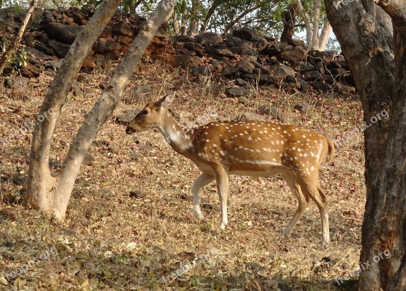 Spotted Deer Chital Doe Female Axis Axis