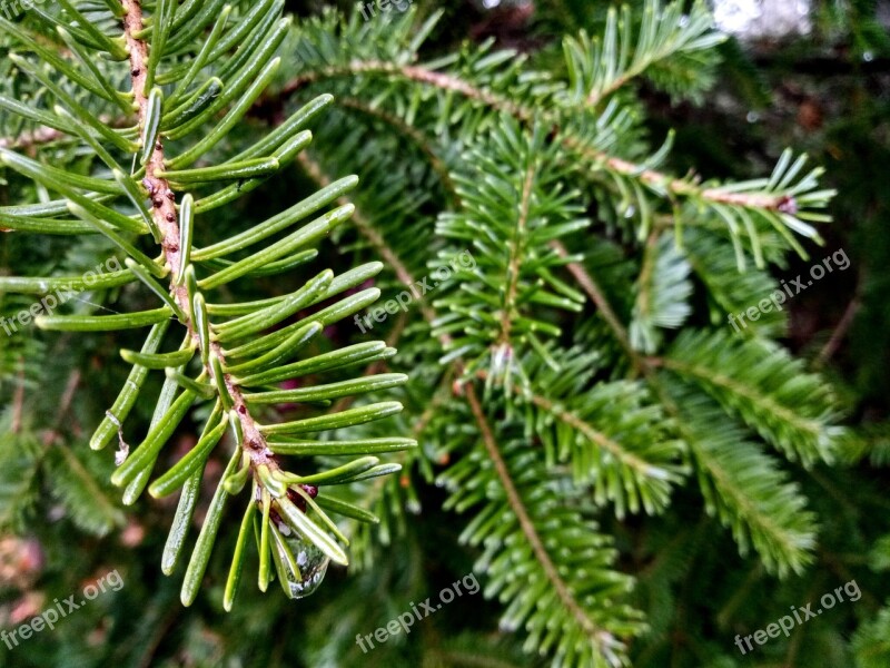 Water Drop Fir Tree Nature Spruce