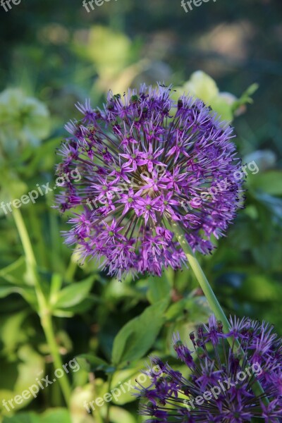 Flower Summer Nature Purple Garden