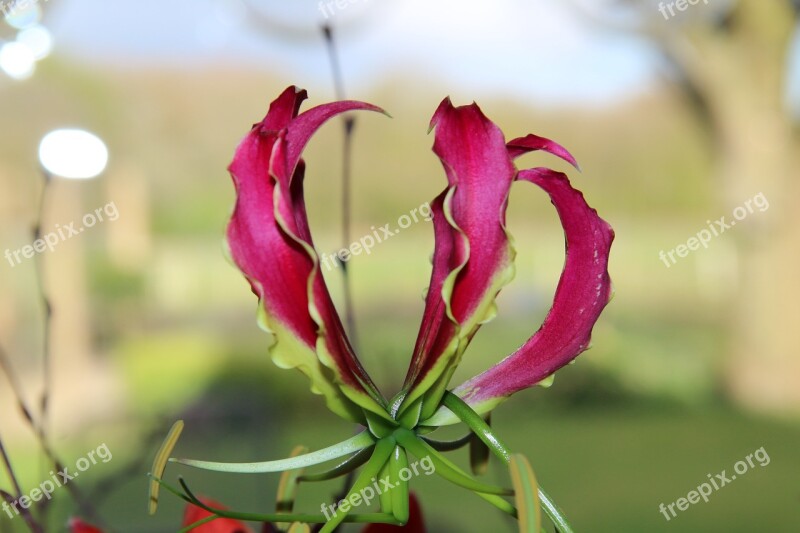 Flower Pink Macro Nature Spring