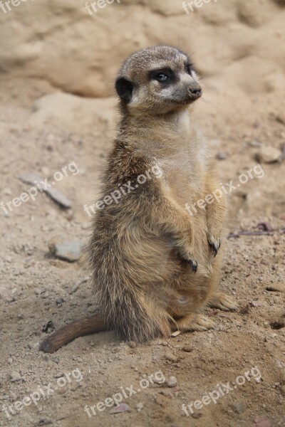 Animal World Meerkat Sand Sweet Beautiful