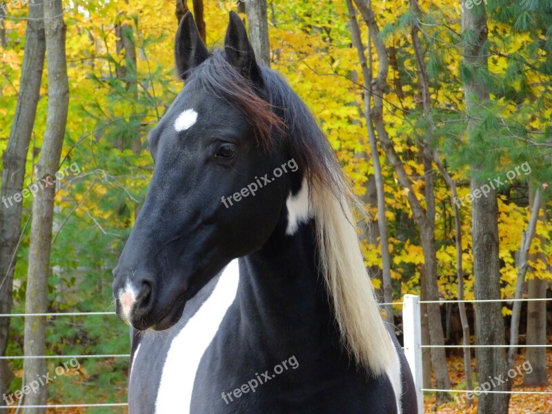 Horse Friesian Pain Horse Free Photos