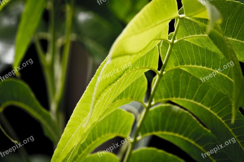 Leaves Tree Trees Nature Green