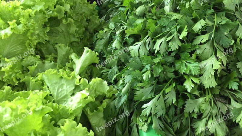 Food Seasoning Condiment Parsley Green