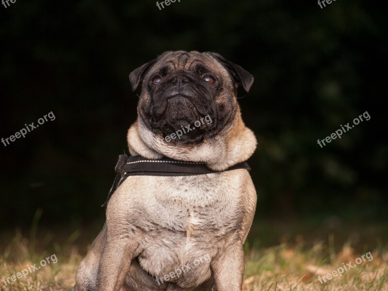 Dog Pug Funny Pet Cute