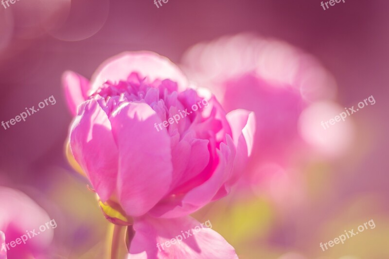 Peony Public Record Blossom Bloom Flower