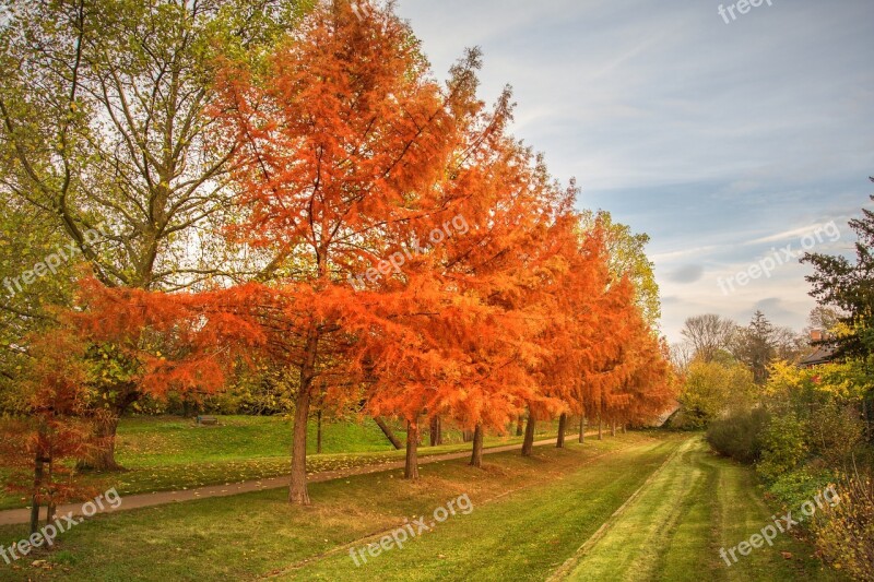 Autumn Larch Row Of Trees Trees Fall Color