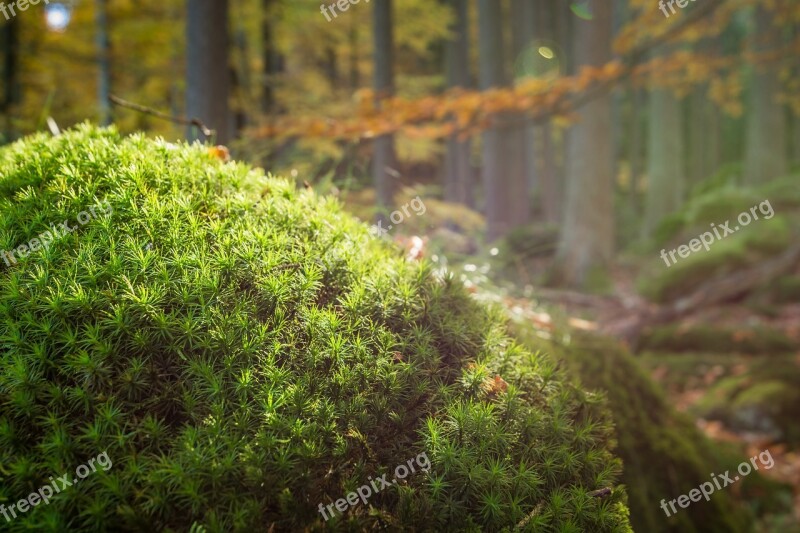 Forest Moss Nature Autumn Forest Floor