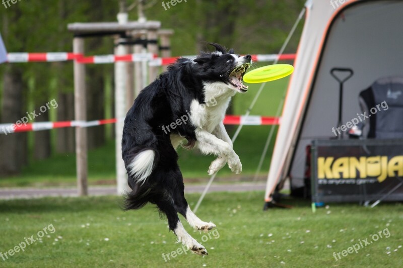 Dog Frisbee Motion Recording Nature Border Collie