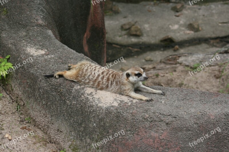 Wildlife Zoo Exotic Meerkat African