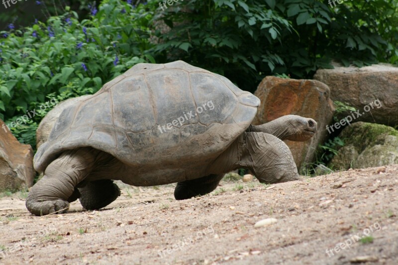 Turtle Slow Tortoise She Shell