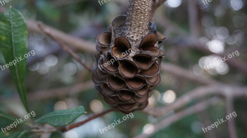 Pine Cone Nature Tree Free Photos