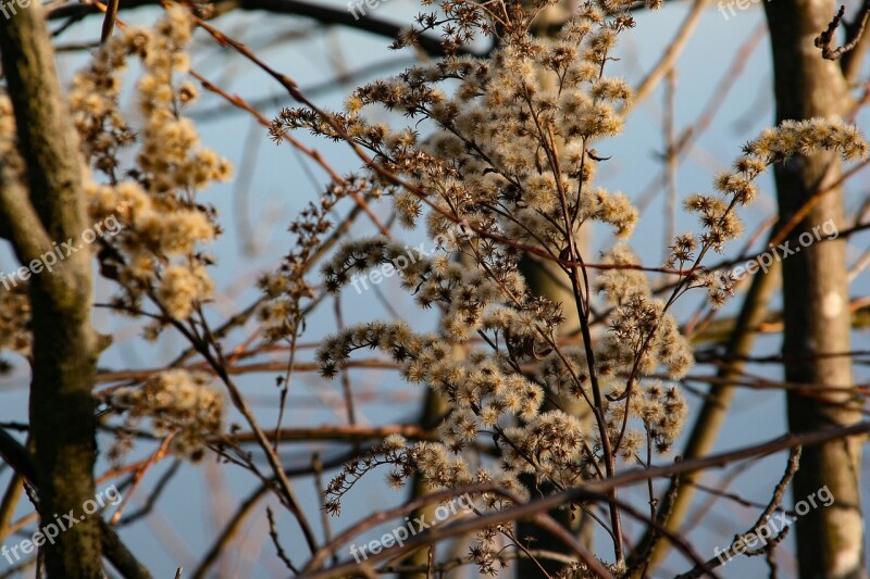 Bush Autumn Faded Shrubs Free Photos