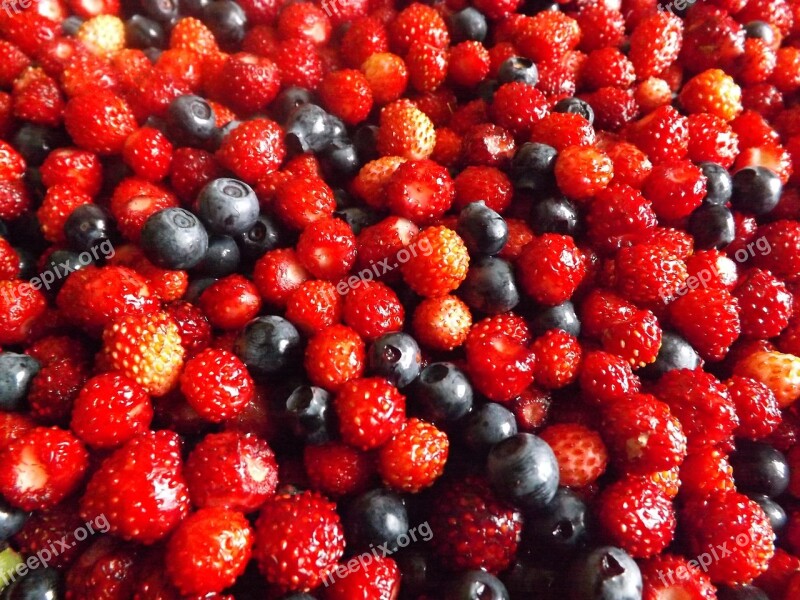 Berry Summer Forest Harvest Closeup