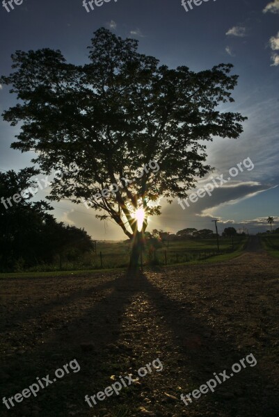 Tree Sun Sun Flares Flares Shadow