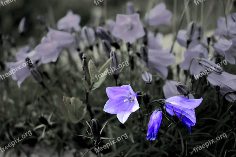 Flower Nature Macro Garden Wildflower