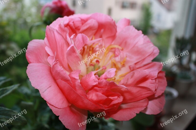 Common Peony Flower Stock Rose Free Photos