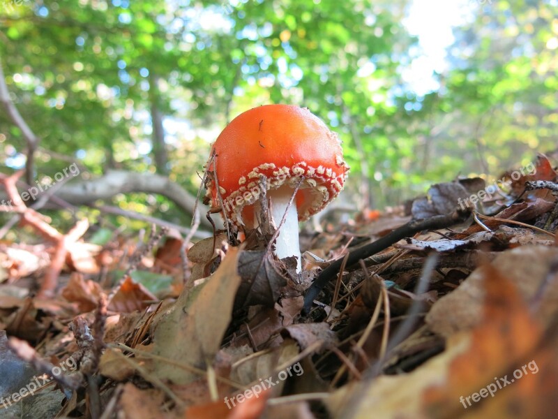 Buzzer Orange Blushes Fly Agaric Amanita Muscaria