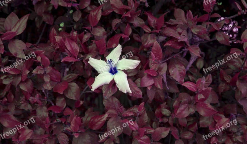 Flower Red Leaves Lonely Lonely Flower Dramatic