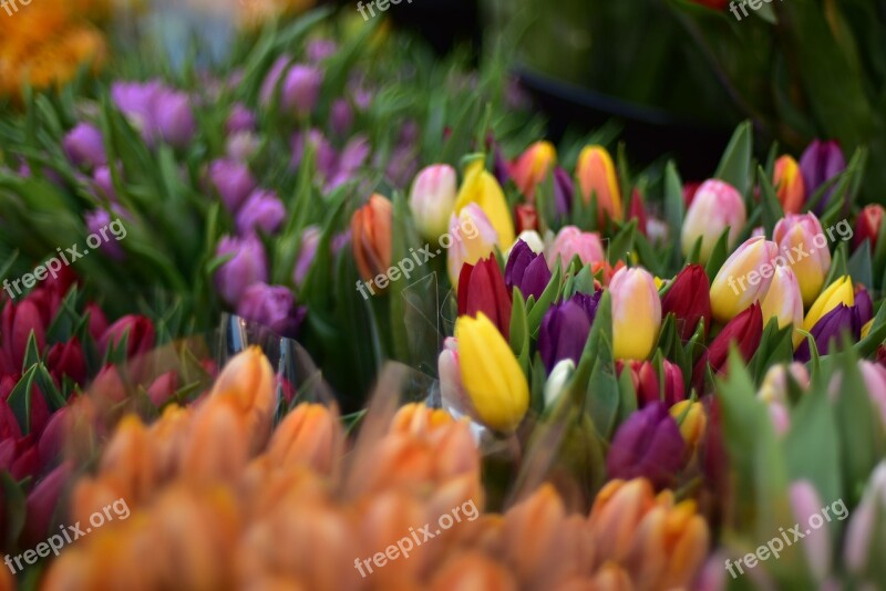 Flowers Bouquet Bouquet Of Flowers Spring Colorful