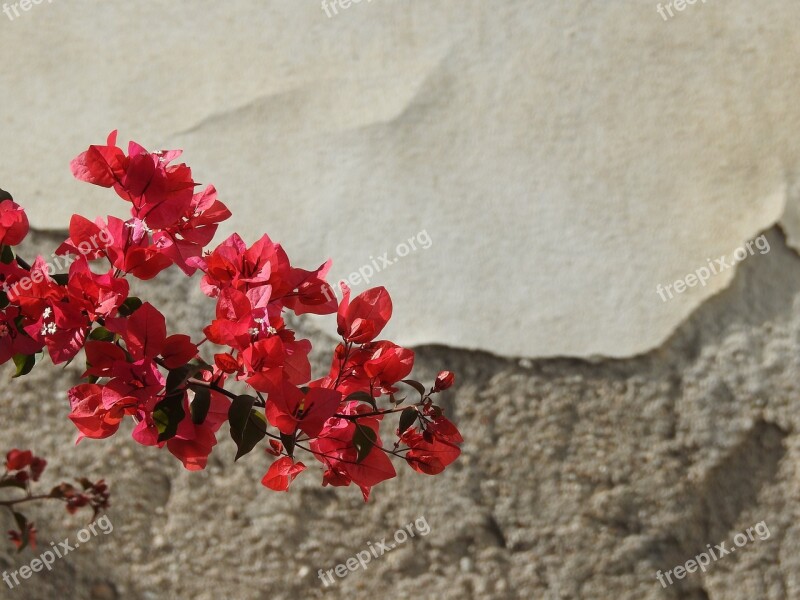 Red Lake Dusia Contrast Flowers Level