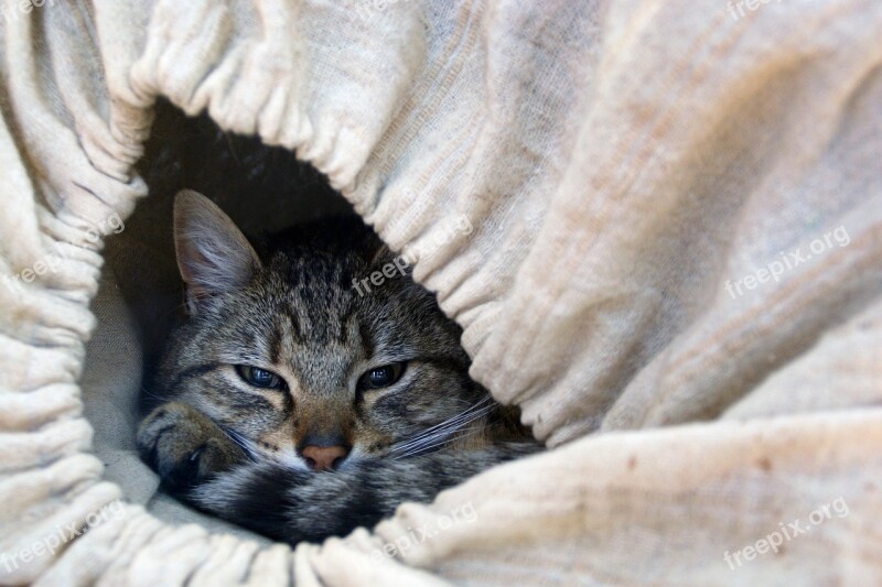 Cat Feline Eye Of Cat Tabby Cat Portrait Of Cat