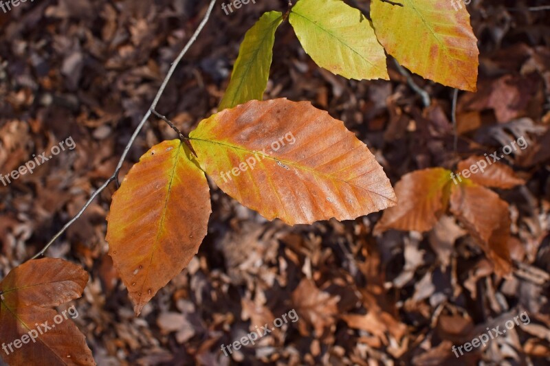 Beech Leaves Beech Tree Leaves Foliage