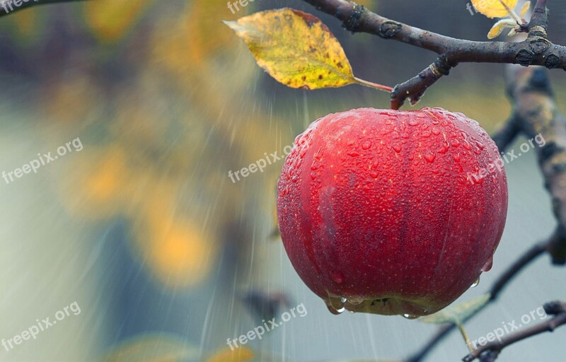 Apple Fruit Rain Agriculture Branch