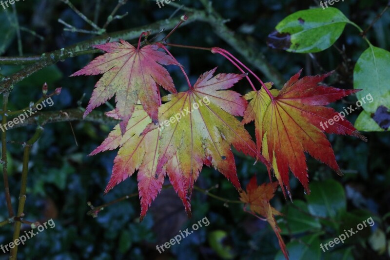 Leaves Acer Fall Autumn Leaf Maple Leaves