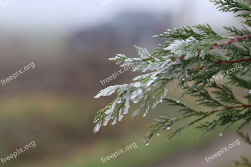 Frost Branch Jelly Plant Ice