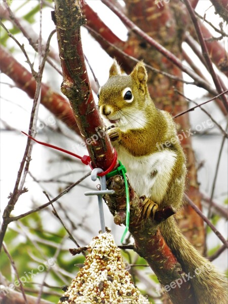 Squirrel Seeds Fauna Tree Branch