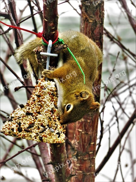 Squirrel Seeds Bell Nature Wild