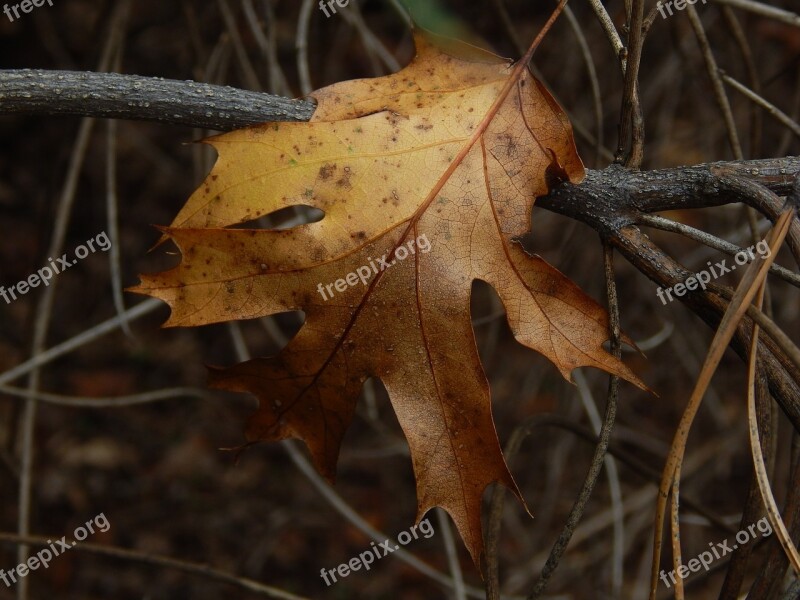 Leaf Fall Brown Fall Leaves Autumn