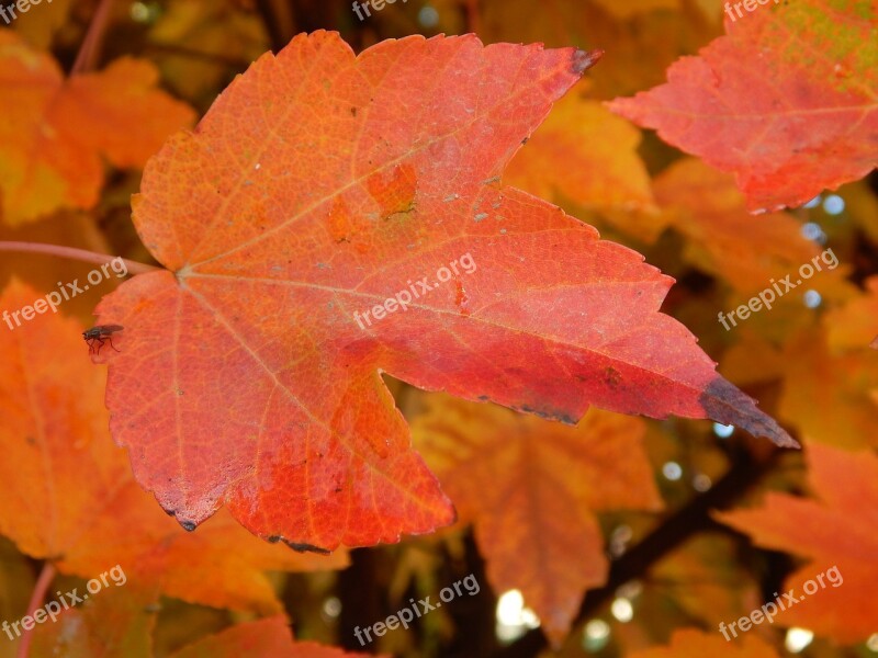 Leaf Autumn Autumn Leaves Fall Nature