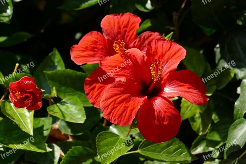 Hibiscus Flower Plant Flora Red