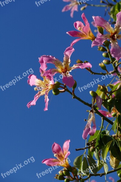 Flower Tree Flora Spain Mediterranée