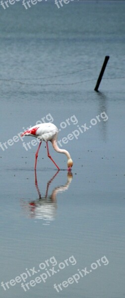 Camargue Bird Solitaire Free Photos