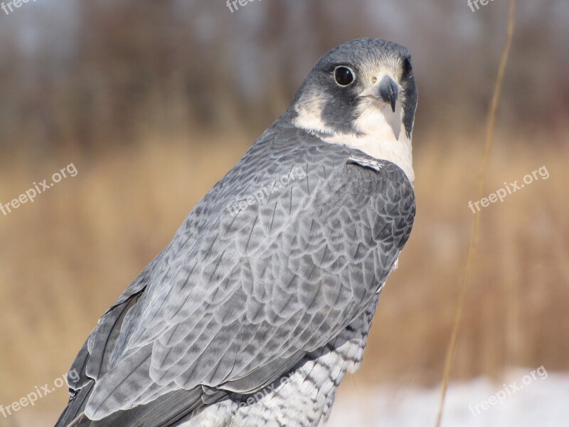 Peregrine Falcon Bird Peregrine Falcon Wildlife