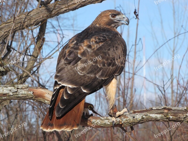 Hawk Falconry Bird Wildlife Hunter