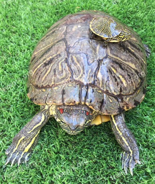 Turtle Green Turtle Of Water Amphibious Animals