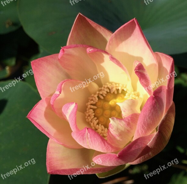 Lotus Blossom Bloom Lotus Blossom Aquatic Plant