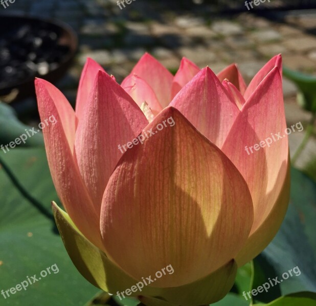 Lotus Blossom Bloom Lotus Blossom Aquatic Plant