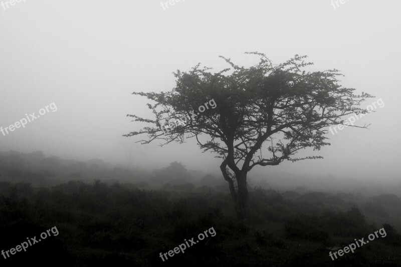 Tree B W Landscape Autumn Free Photos