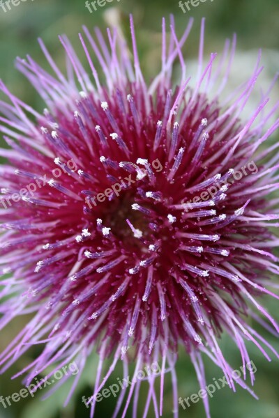 Thistle Blossom Bloom Thistle Flower Close Up