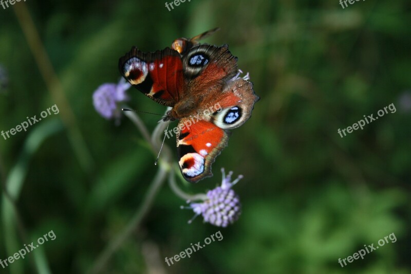 Close Up Peacock Butterfly Colorful Free Photos