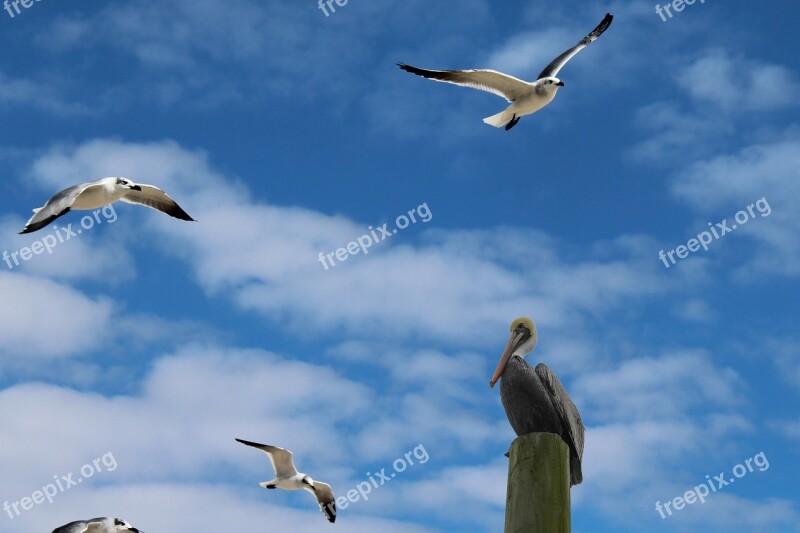 Seagulls Pelican Sea Life Beach Free Photos