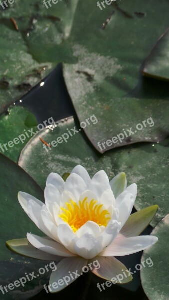 White Training Underwater Plants Pond Flowers Free Photos