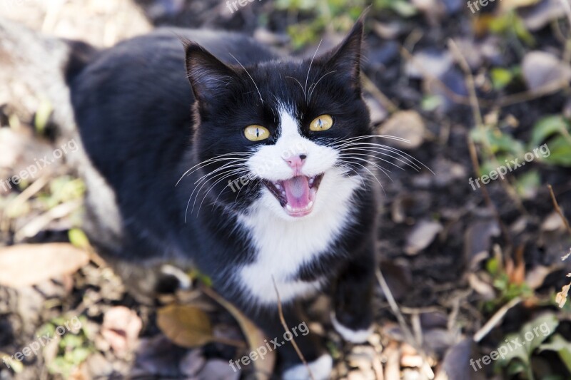 Cat Eyes Snout Cat's Eye Muzzle Cat