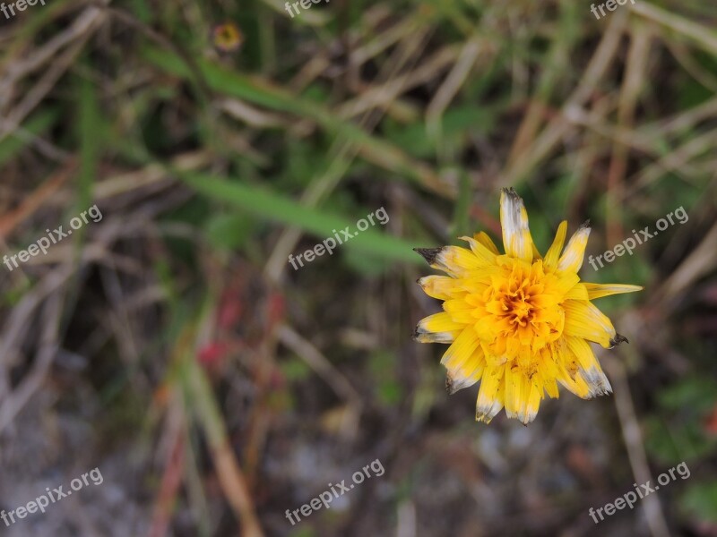 Flower Yellow Petals Yellow Flower Nature