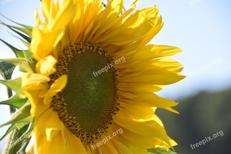 Sunflower Summer Helianthos Yellow Blossom